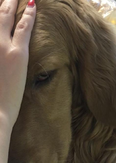 狗狗吃火锅,宠主给挑食柴犬吃零食