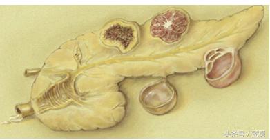 摸到肚子上有鼓鼓的小包,摸到肚子里有个包