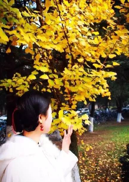 成都最后的银杏,成都附近最值得看的银杏