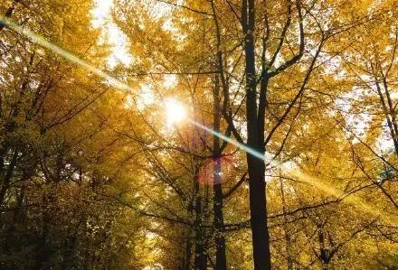 成都最后的银杏,成都附近最值得看的银杏