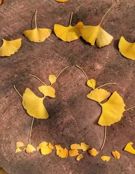 成都最后的银杏,成都附近最值得看的银杏