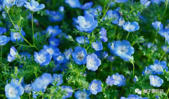 樱花旅行记全集视频,樱花季日本14天旅游攻略