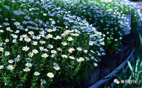 樱花旅行记全集视频,樱花季日本14天旅游攻略