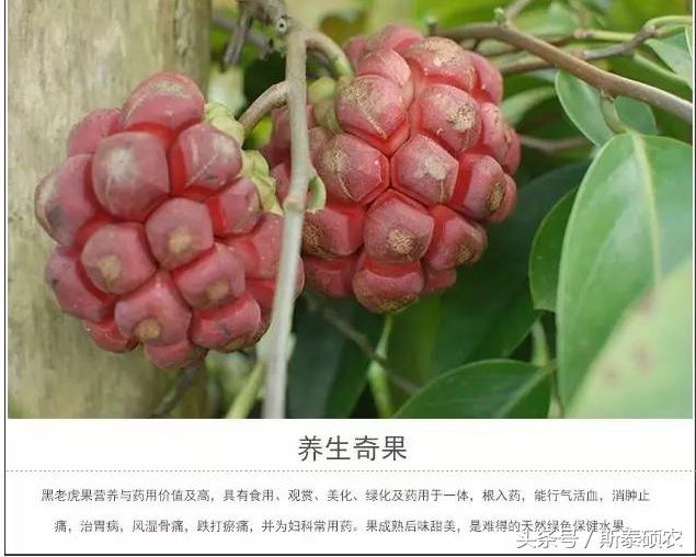 十大最有种植前景的高端特色水果,排名前十的水果有哪些品种