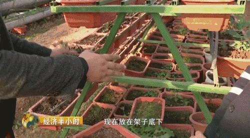 猪粪致富经,致富经养猪多赚一个亿