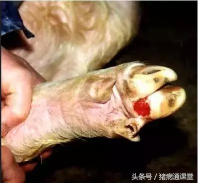 近期猪病口蹄疫情况如何,猪口蹄疫发病新特点及其防控要点