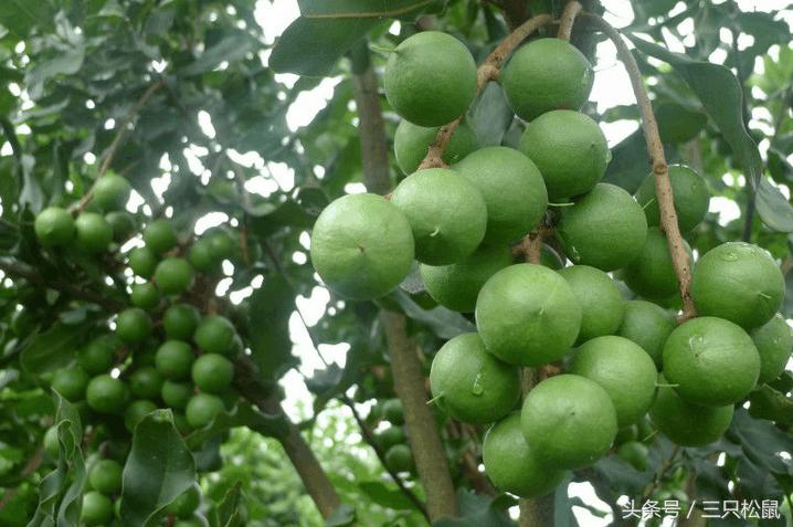 夏威夷果生果和干果的区别,夏威夷果是怎么来的