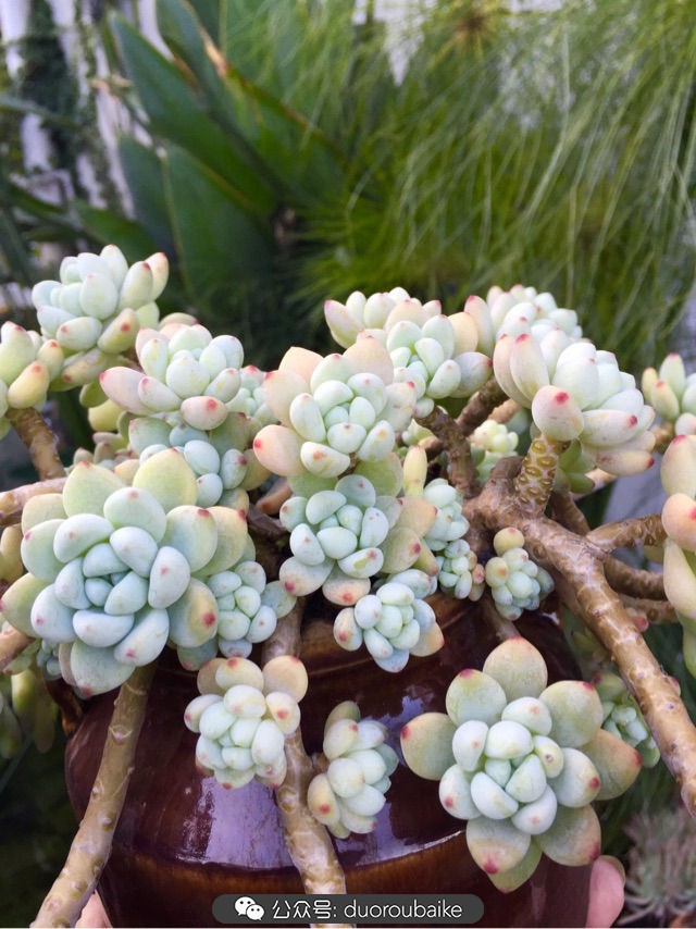 劳尔罗琦很香吗,劳尔与罗琦