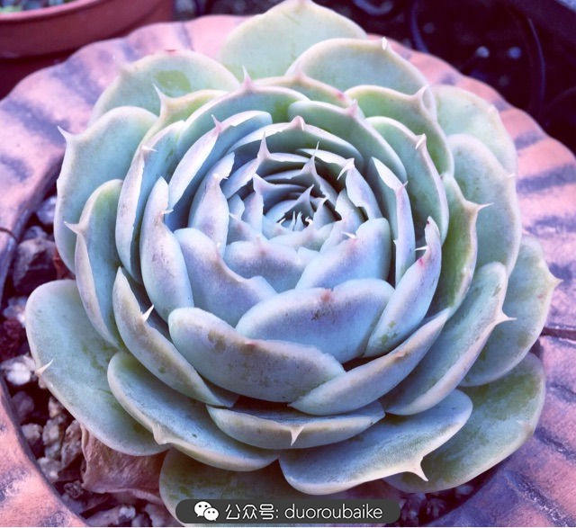 劳尔罗琦很香吗,劳尔与罗琦