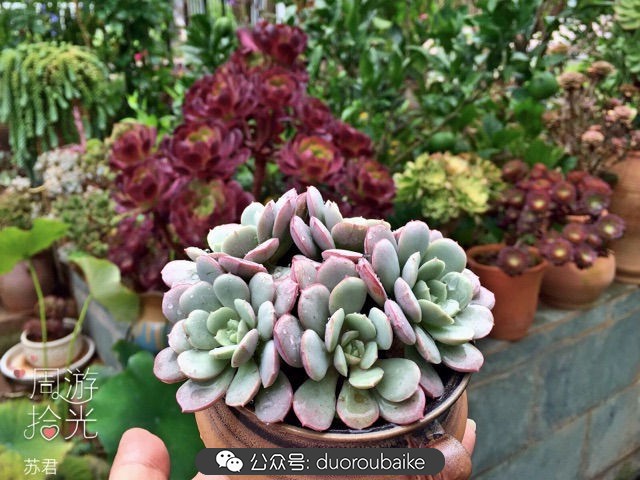 劳尔罗琦很香吗,劳尔与罗琦