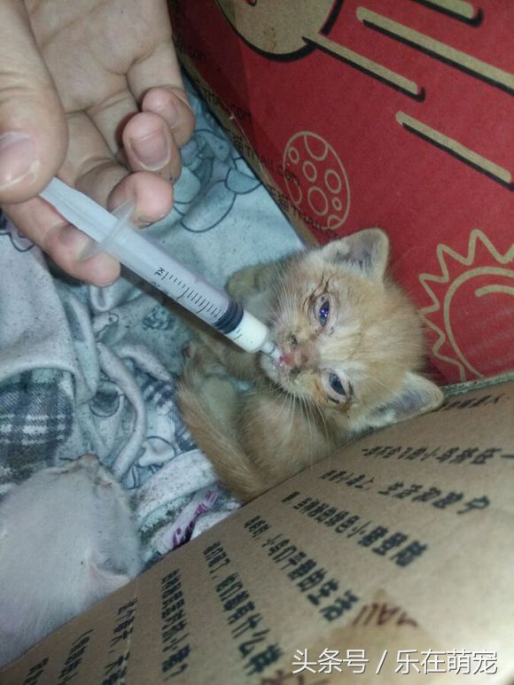 小奶猫眼睛被眼屎糊住了怎么办,流浪猫眼睛流脓被糊住完全睁不开