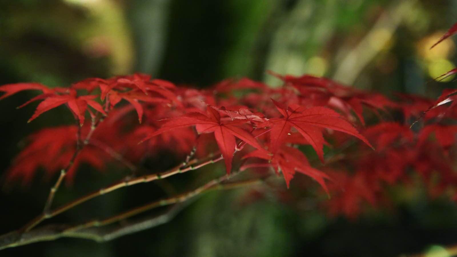 日本关西温泉圣地,日本关西房间内温泉