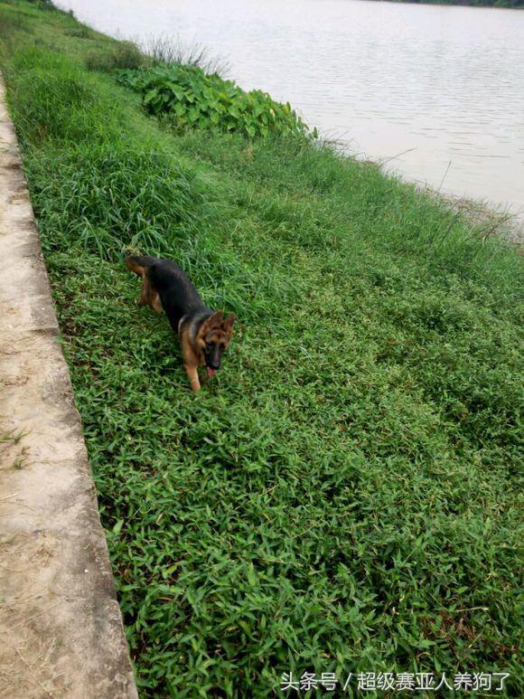 新手养德牧入门必备攻略,德牧的饲养和训练