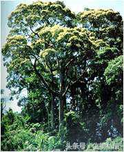 望天树的珍稀之处,望天树寓意