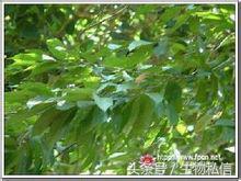 望天树的珍稀之处,望天树寓意