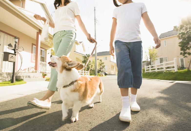 养狗之前请想好,养狗一定要知道的事