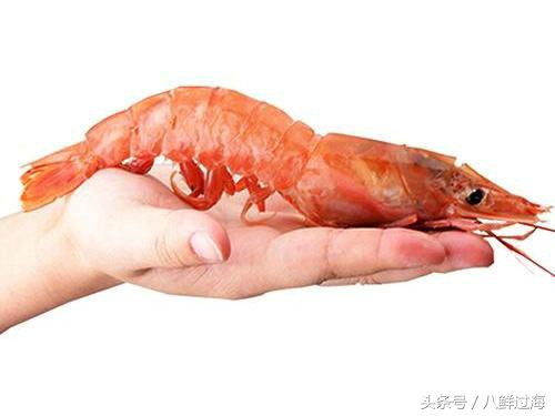 阿根廷红虾和北极虾哪个好,阿根廷红虾vs北极甜虾对比