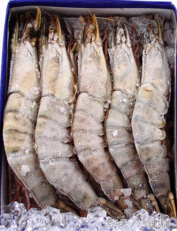 阿根廷红虾和北极虾哪个好,阿根廷红虾vs北极甜虾对比