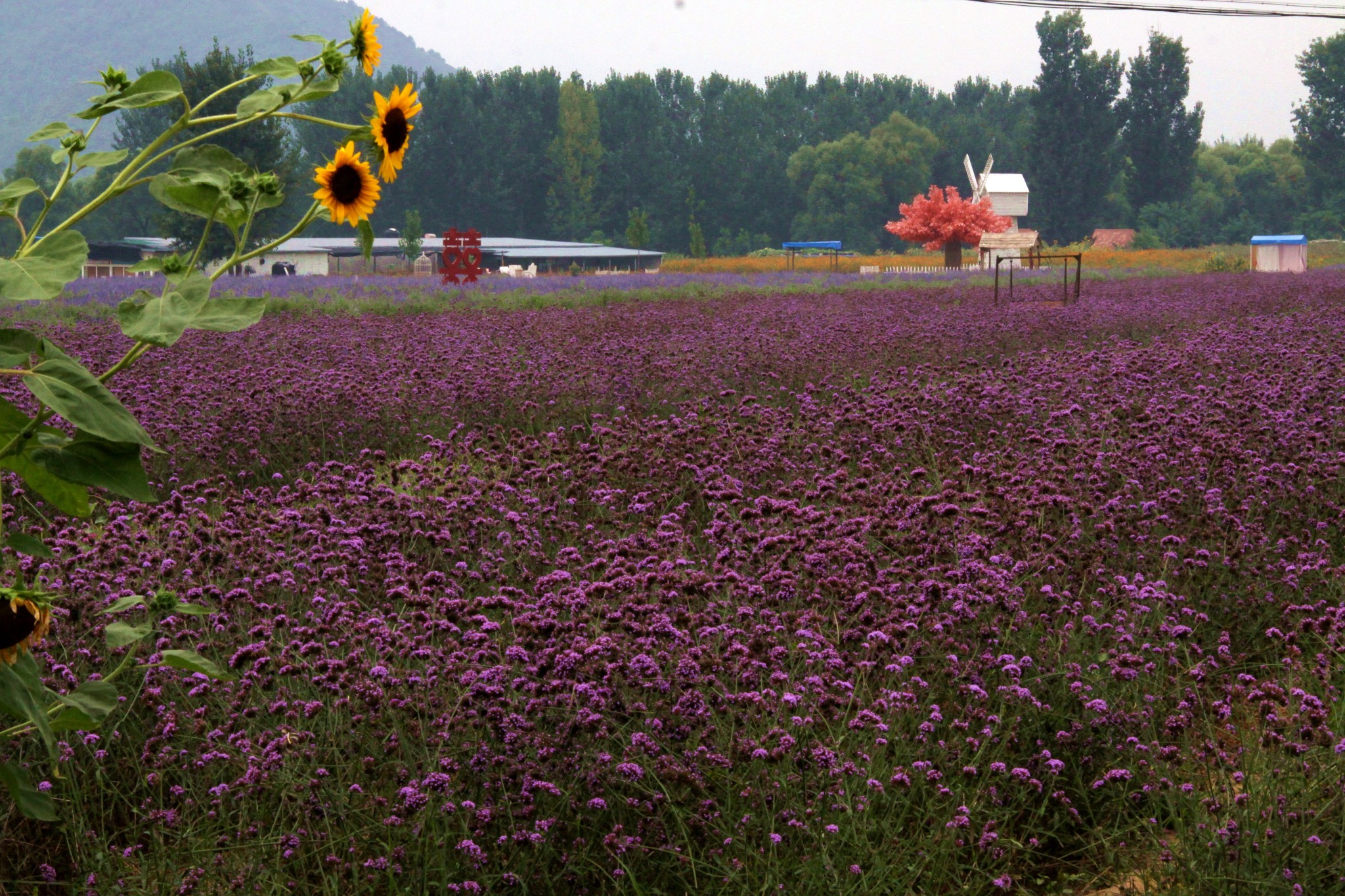 北京的薰衣草庄园门票,北京薰衣草庄园门头沟