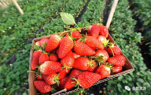 大棚草莓采摘园可以采摘的月份,大棚草莓图片真实采摘