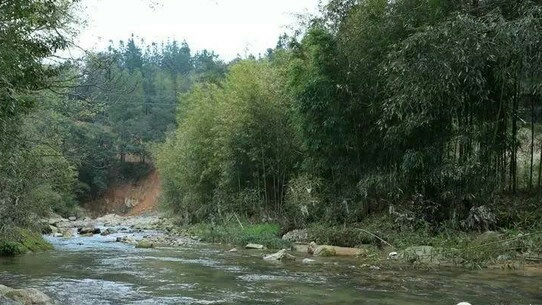 记忆中那片竹林,走进山林勾起的记忆