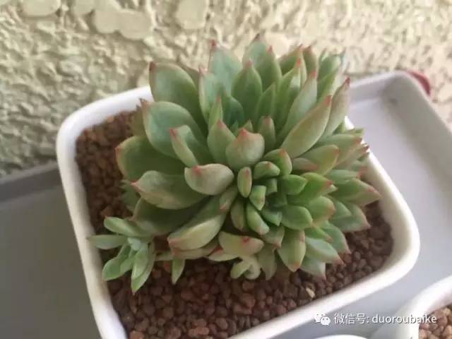 养肉肉的感悟,养多肉谨记好3招专治多肉难上色