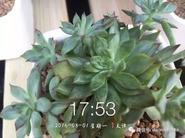 养肉肉的感悟,养多肉谨记好3招专治多肉难上色