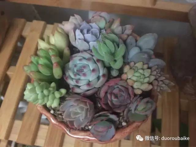 养肉肉的感悟,养多肉谨记好3招专治多肉难上色