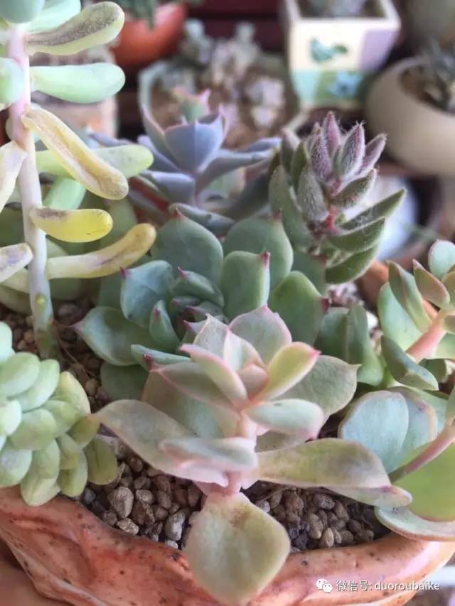 养肉肉的感悟,养多肉谨记好3招专治多肉难上色