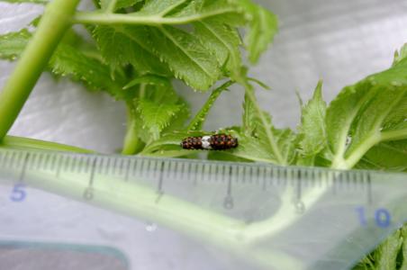 如何正确养捡来的蝴蝶,会飞的蝴蝶怎么在家养