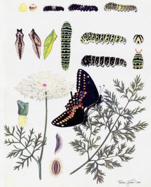 如何正确养捡来的蝴蝶,会飞的蝴蝶怎么在家养