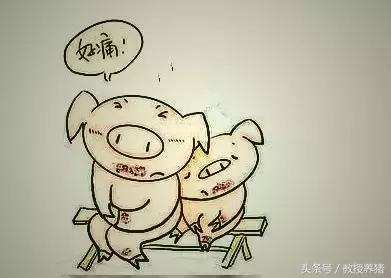 发生口蹄疫，用这两种消毒药消毒最有效！