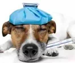 狗狗身上携带狂犬病毒会传染吗,狗狗身上有寄生虫会传染人吗