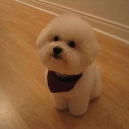 比熊犬怎么训练大小便,涨知识如何养出好皮肤