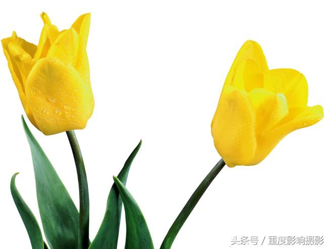 郁金香花语是永恒的祝福,郁金香花语永恒的祝福