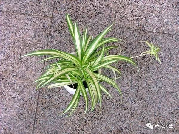 吊兰的种类有哪些哪种适合室内养 (10种公认最好养的花吊兰)