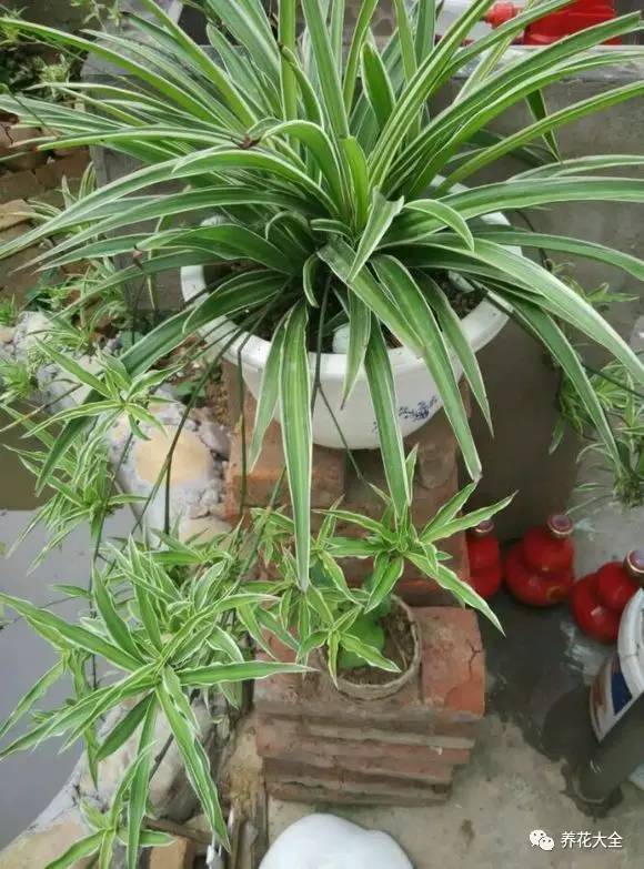 吊兰的种类有哪些哪种适合室内养 (10种公认最好养的花吊兰)