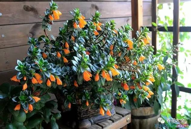 吊兰的种类有哪些哪种适合室内养 (10种公认最好养的花吊兰)