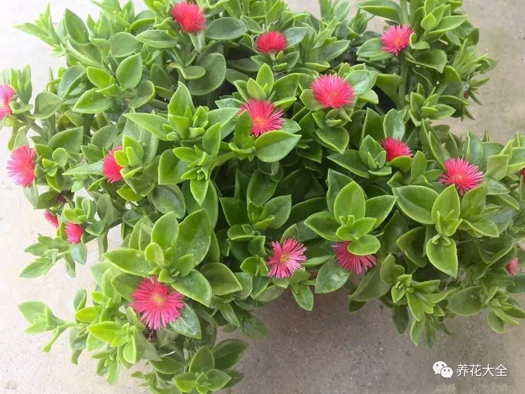 吊兰的种类有哪些哪种适合室内养 (10种公认最好养的花吊兰)