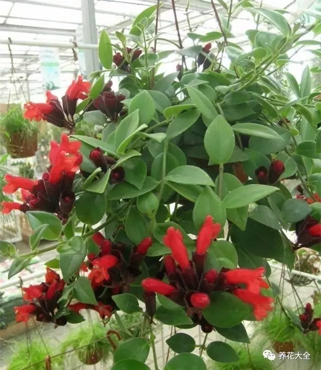 吊兰的种类有哪些哪种适合室内养 (10种公认最好养的花吊兰)