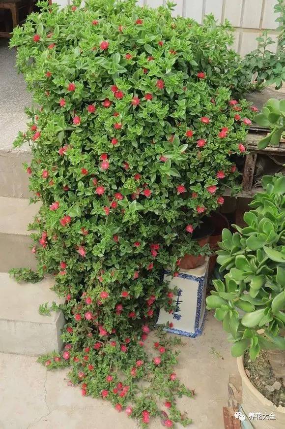 吊兰的种类有哪些哪种适合室内养 (10种公认最好养的花吊兰)