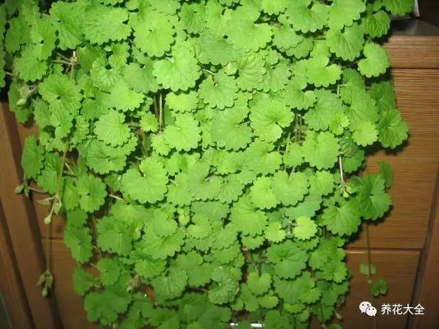 吊兰的种类有哪些哪种适合室内养 (10种公认最好养的花吊兰)