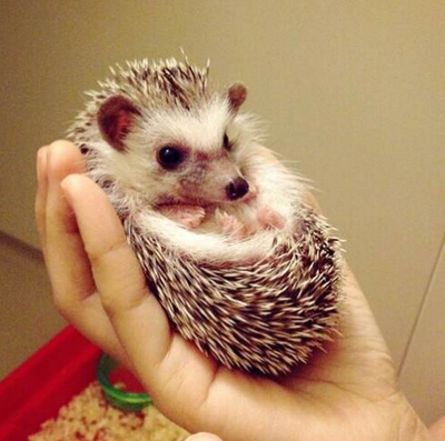 异宠:刺猬界的侏儒——非洲迷你刺猬