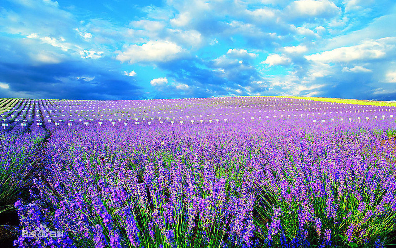 病态虐心短文,虐心催泪小说古文