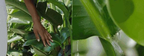 2017年的流行色草木绿,今年流行色薄荷绿