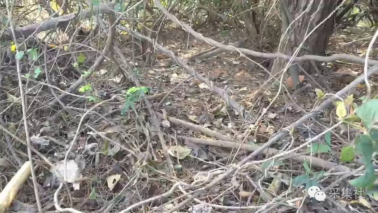 如何在野外布置老虎夹，想要捕到腊物，里面的学问多着呢