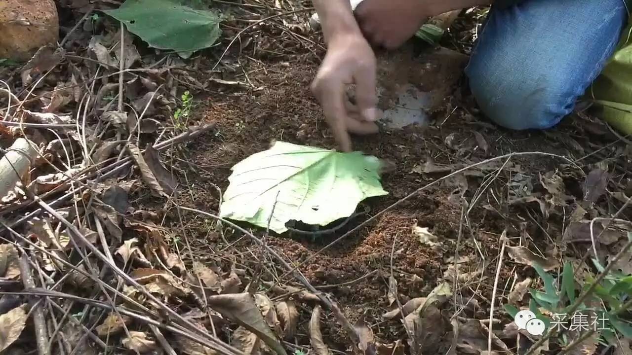 如何在野外布置老虎夹，想要捕到腊物，里面的学问多着呢