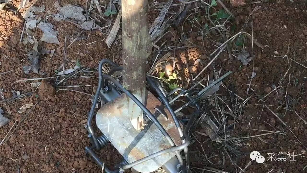 如何在野外布置老虎夹，想要捕到腊物，里面的学问多着呢