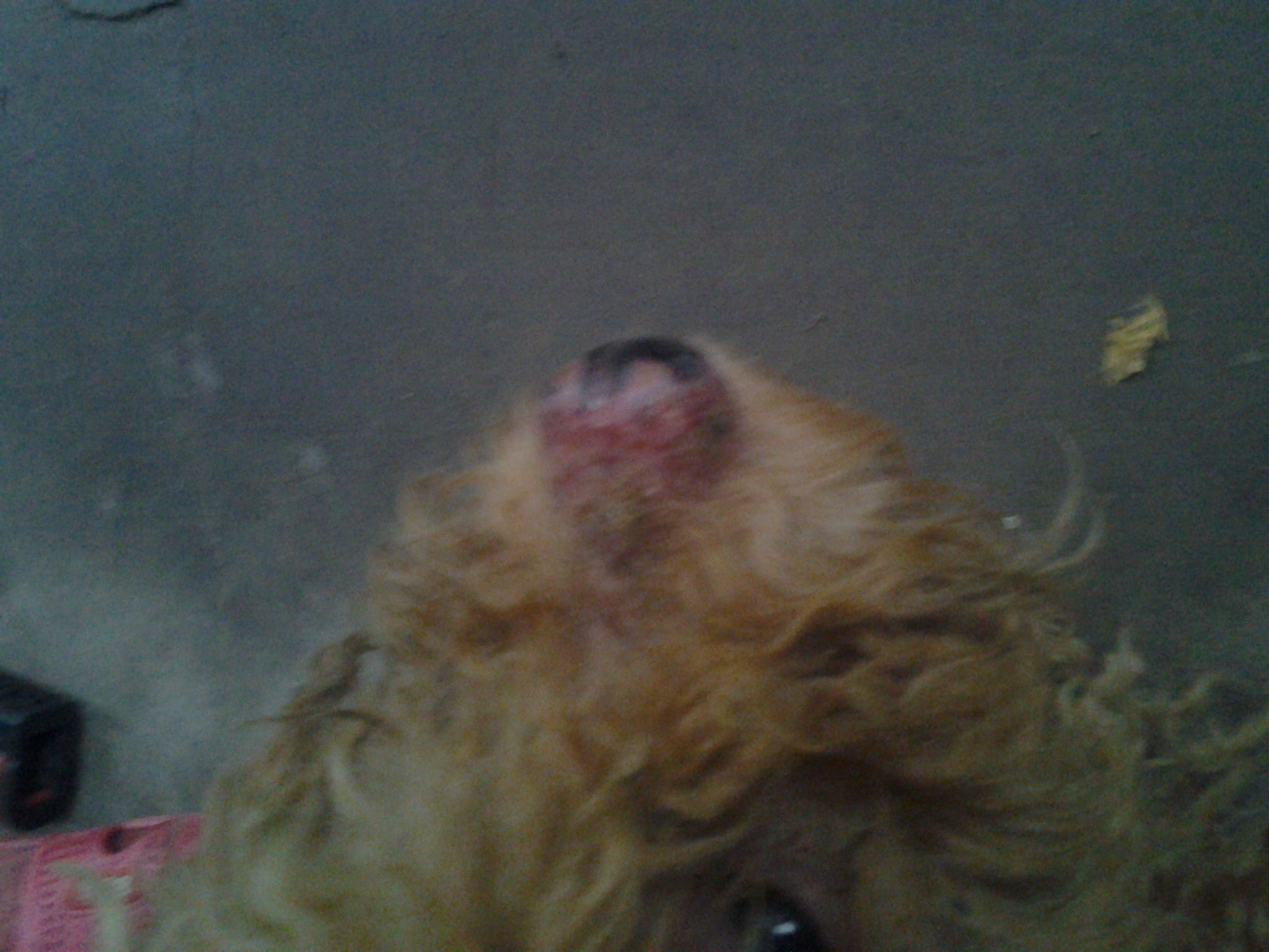 螨虫对我们的危害,泰迪狗有螨虫怎样知道