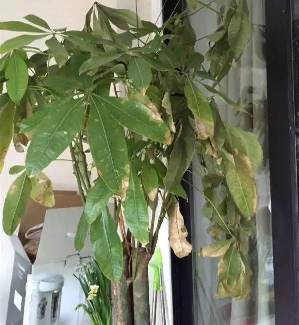 发财树一夜被冻死了还能救活吗,盆栽发财树浇水后叶子发黄怎么办